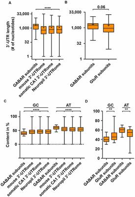 Posttranscriptional Gene Regulation of the GABA Receptor to Control Neuronal Inhibition